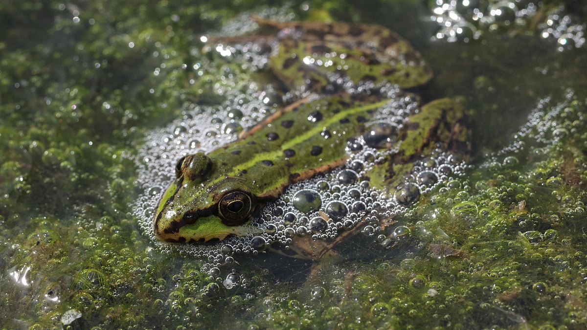 Climate change threatens amphibians worldwide; 136 Indian species at risk: Study