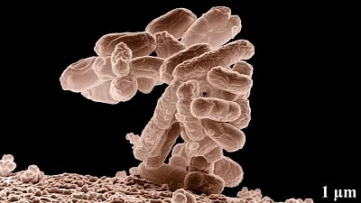 Shocking study reveals campus laundry rooms as germ hotspots (photo: IANS)