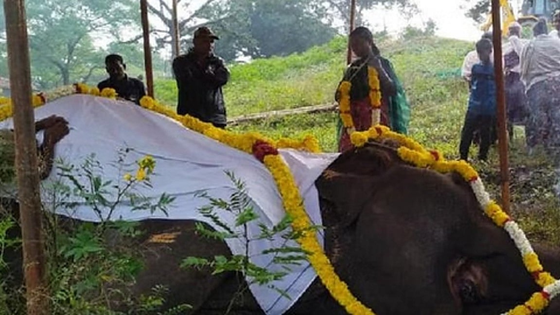 'Moorthy' was a gigantic elephant at 9.5 m and weighing 4.5 tonnes. (photo: IANS)