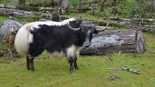 Recently, Arunachal Pradesh's Yak Churpi, Khamti rice, and Tangsa textile gain GI tags, boosting local heritage. (photo: IANS)