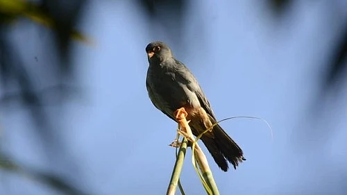 Representative image of a bird (photo: IANS)