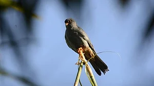 Manipur gears up for migratory Amur falcons, its winged guests