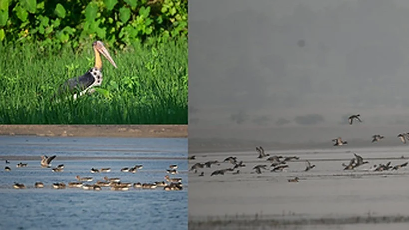 Representative image of migratory birds (photo: IANS)