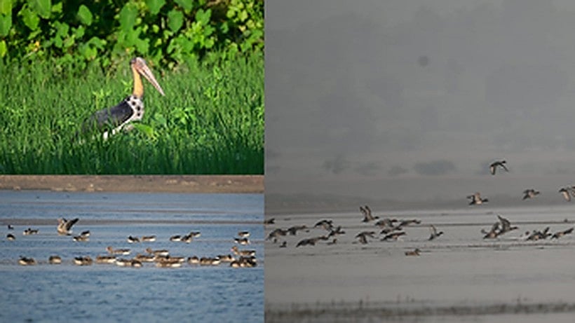 Representative image of migratory birds (photo: IANS)