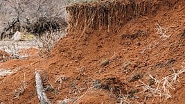 Between 2015 and 2019, the world lost at least 100 million hectares of healthy and productive land each year (Photo: IANS)