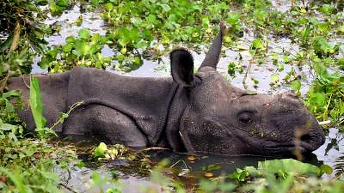 Representative image of a rhino (photo: IANS)