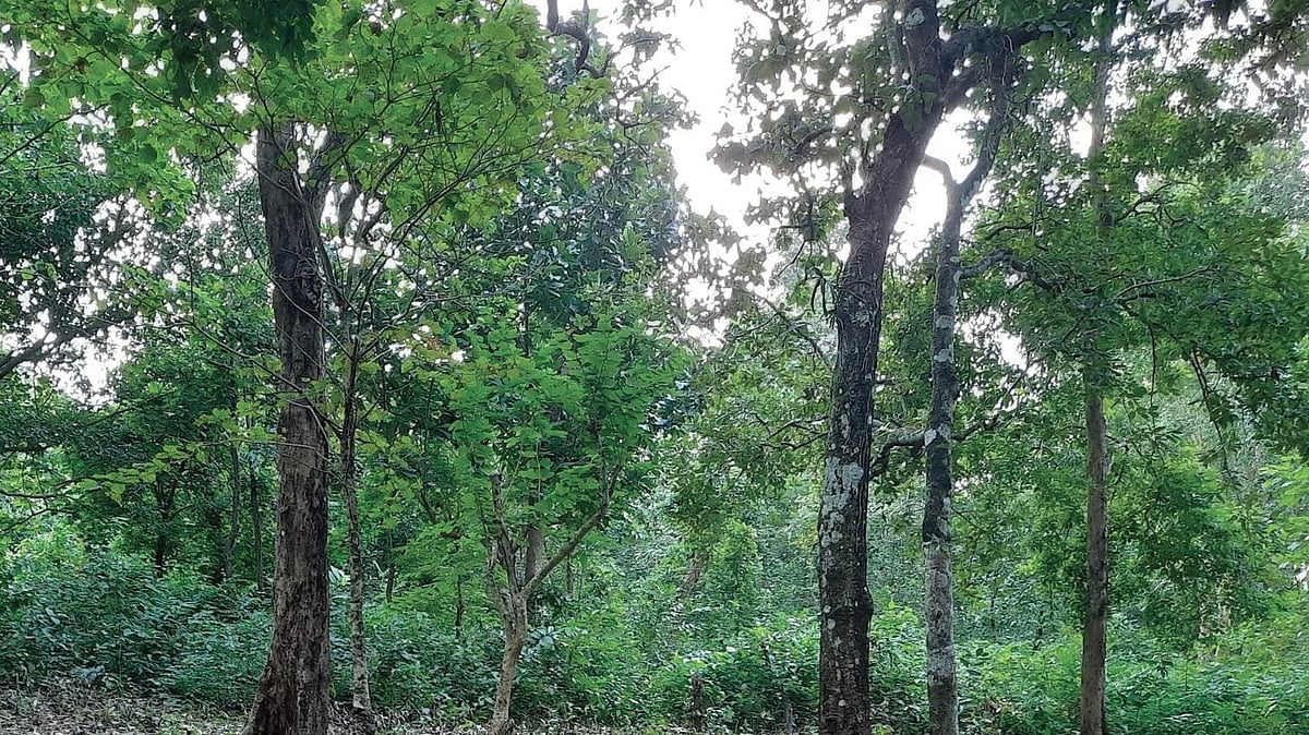 Odisha plans to ease forest, wildlife restrictions to boost tourism; experts see red