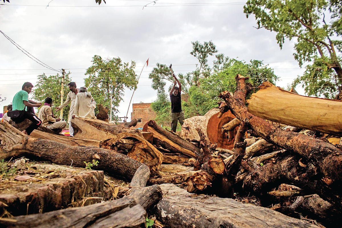 Chopped wood on sale in Manikpur, Uttar Pradesh (Photo: Getty Images)