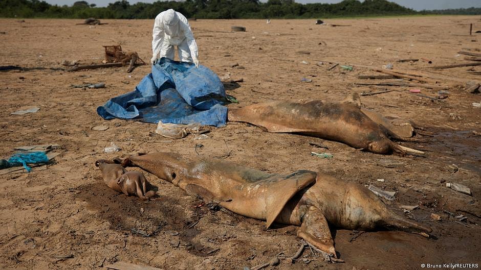 Scores of dolphins die in Amazon amid severe drought, heat