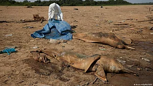 Scores of dolphins die in Amazon amid severe drought, heat