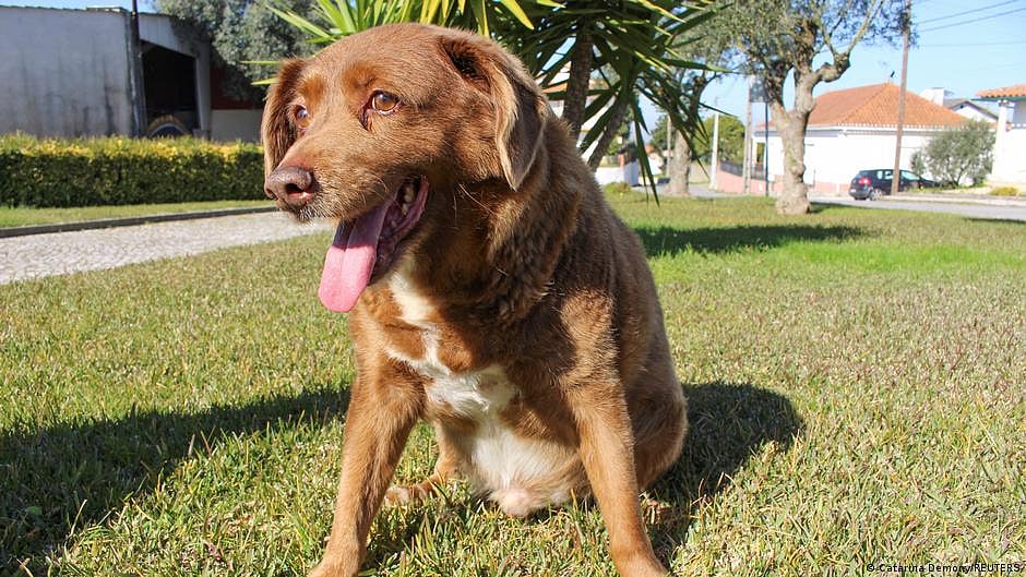 World's oldest dog ever recorded, Bobi, dies at age 31