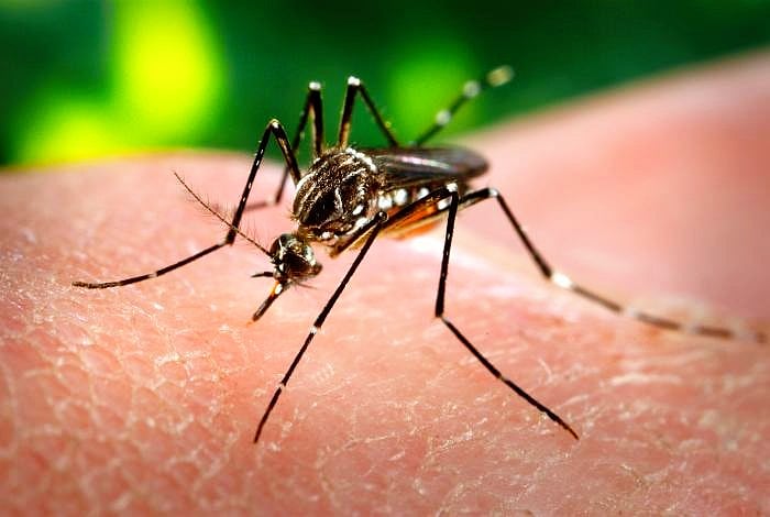 Aedes aegypti mosquito feeding on a human (photo: Wikipedia)