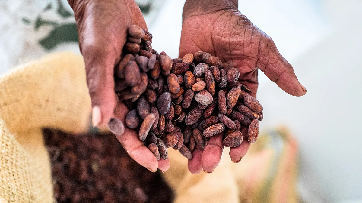 Representational image of dried cacao beans seen poured into a jute bag (photo: Getty Images)