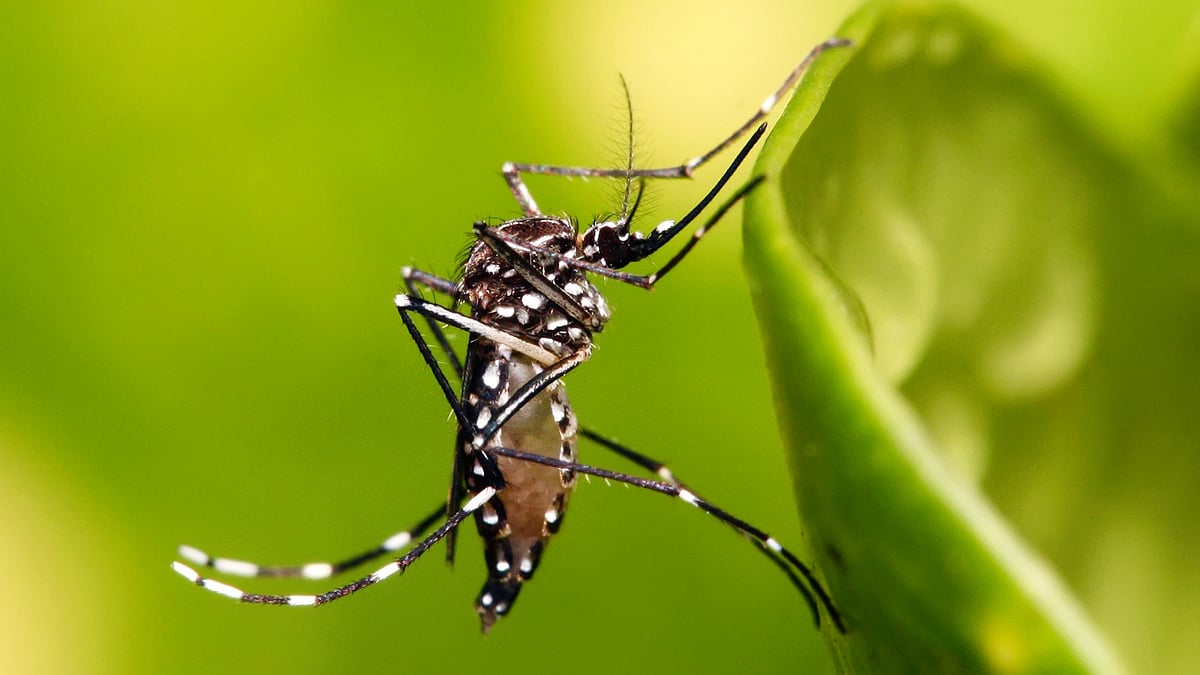 Global warming — the usual suspect as Iceland records its first mosquito sighting ever