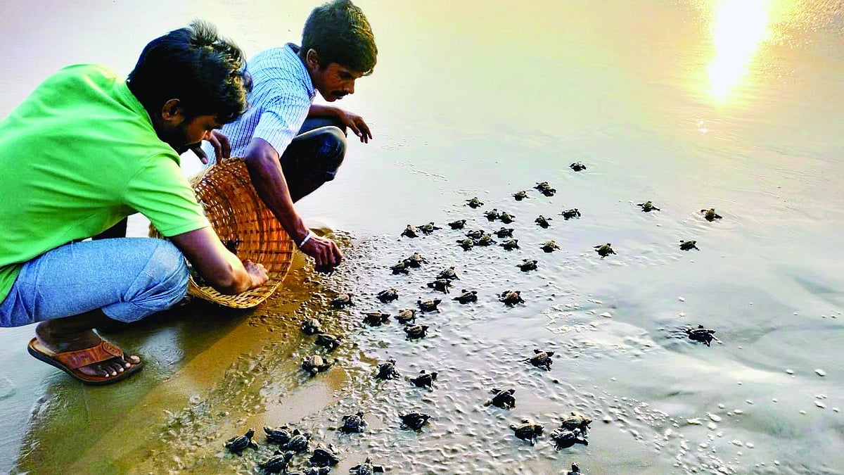 Guards at the Sagar Nagar hatchery gently release the hatchlings into the sea (Photo courtesy: Andhra Pradesh forest department)
