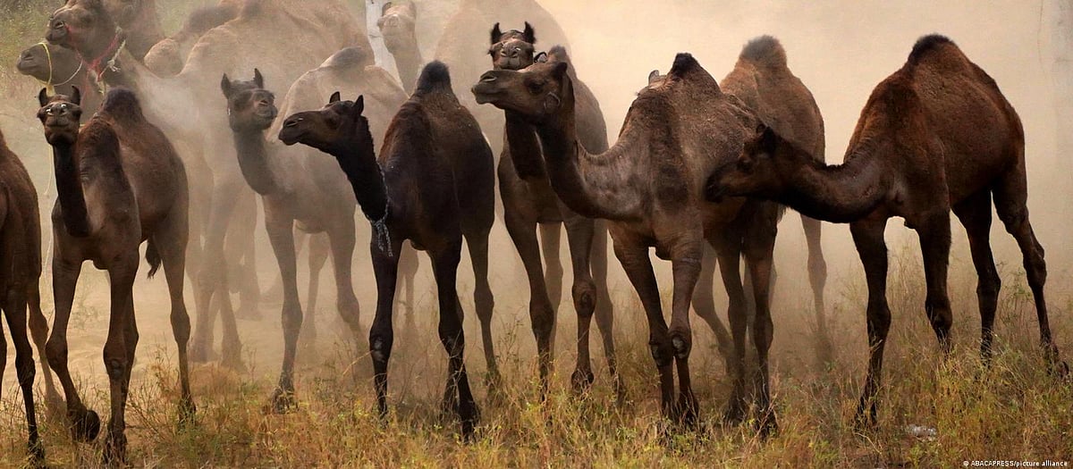 Of costumes and camels in Pushkar