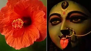 The flower may be priced at Rs 1,000 for every 1,000 pieces, suspect flower vendors in the city (Photo: IANS)