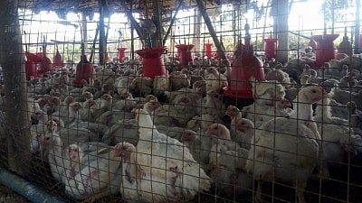 Japan culls 40,000 birds after 1st avian flu outbreak of season reported