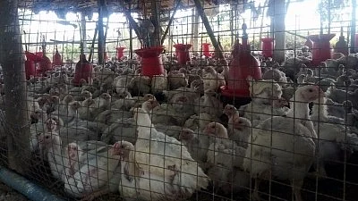 First avian influenza case this season in Japan prompts urgent measures (photo: IANS)