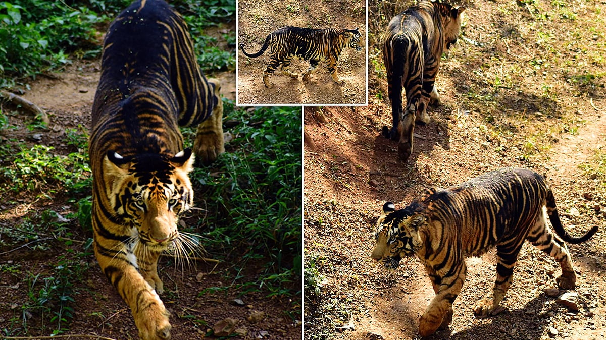 A total of 10 'black' tigers found in India, all in Odisha's Simlipal: Centre