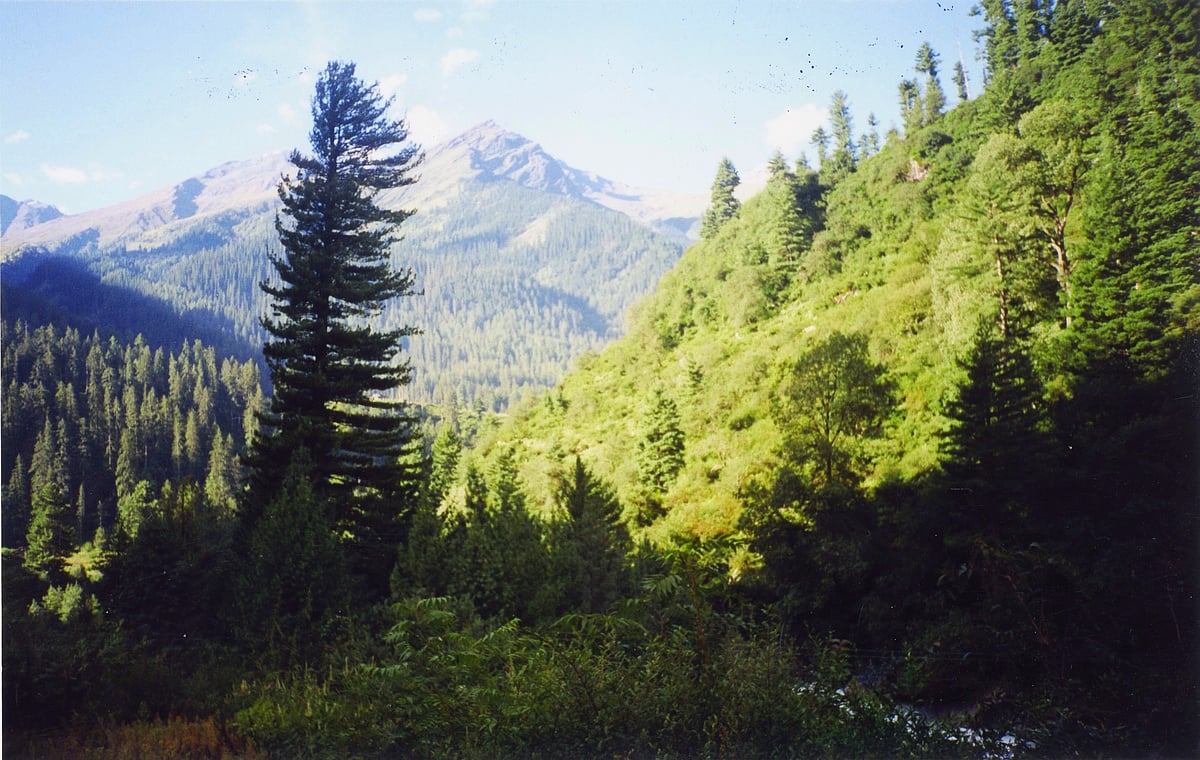 A panoramic view of the Parbati valley vegetation