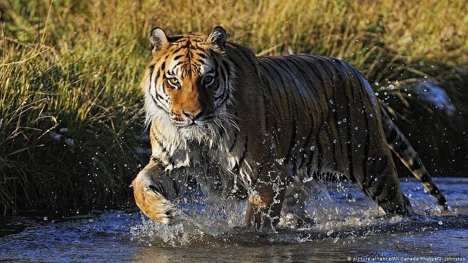 302 people died in tiger attacks in 5 years: Govt data