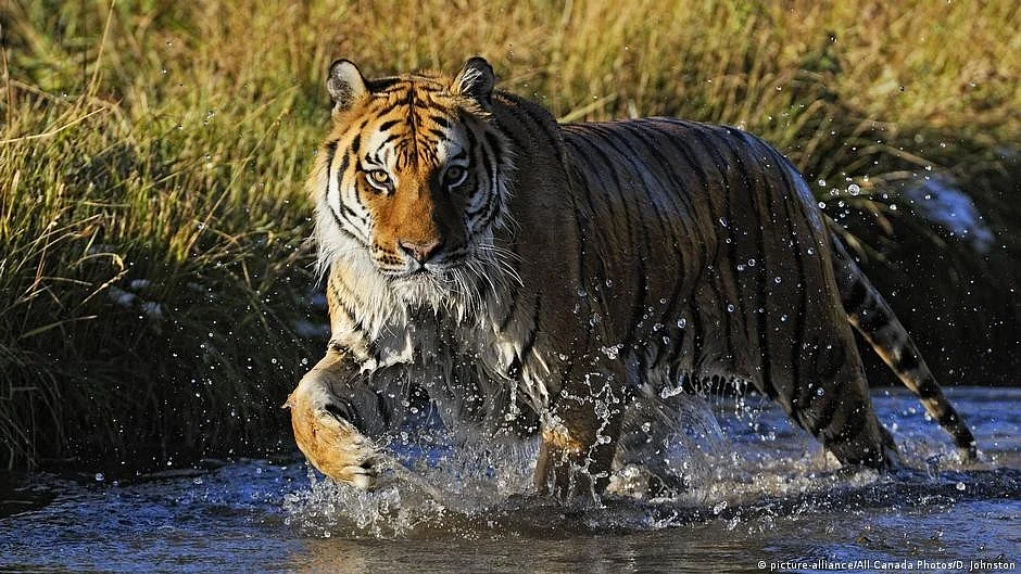 Madhya Pradesh is home to the highest number of tigers in the country.