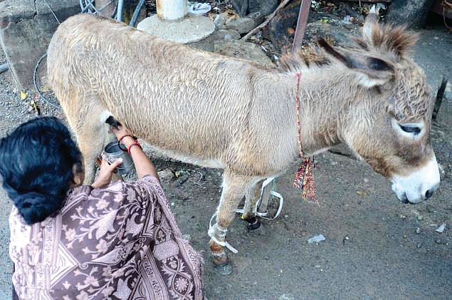 Donkey jokes? Think twice before you make them
