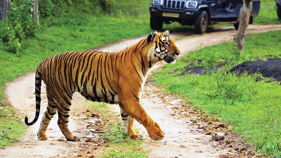 India records 628 tiger deaths in 5 years, 178 in 2023 alone: Govt data