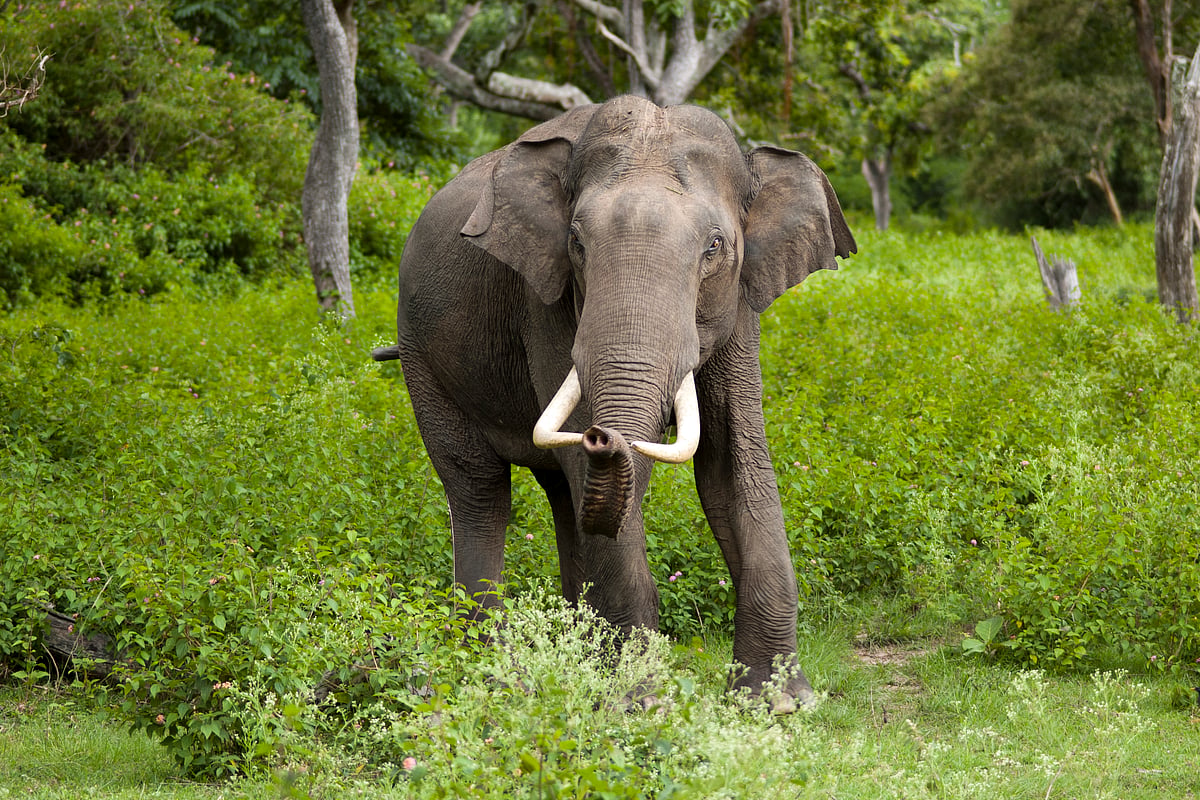 The last wild elephants census in 2017 showed that India had just 27,000 of them across 23 states