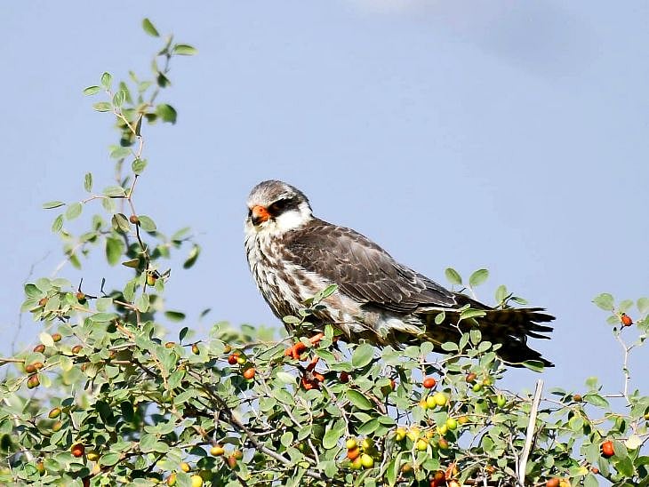 The Amur falcon has been spotted in Rajasthan for the first time