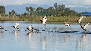 Migratory birds at Loktak Lake (photo: IANS)