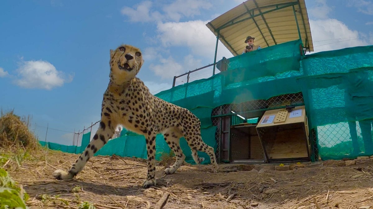 Kuno: Namibian male Shaurya (formerly Elton) is casualty no. 10 of Project Cheetah 