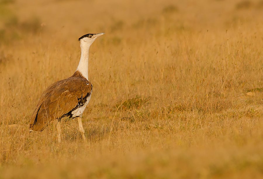 Only about 100 Great Indian Bustards still survive in the Desert National Park in Rajasthan