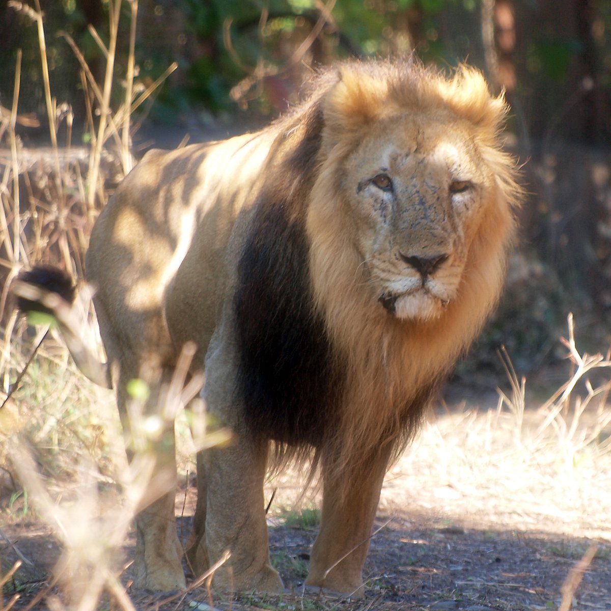 According to latest official data, Gir has around 420 male lions (photo: Wikipedia)
