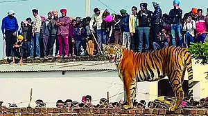 India's wildlife losses in 2023 reveal our staggering indifference