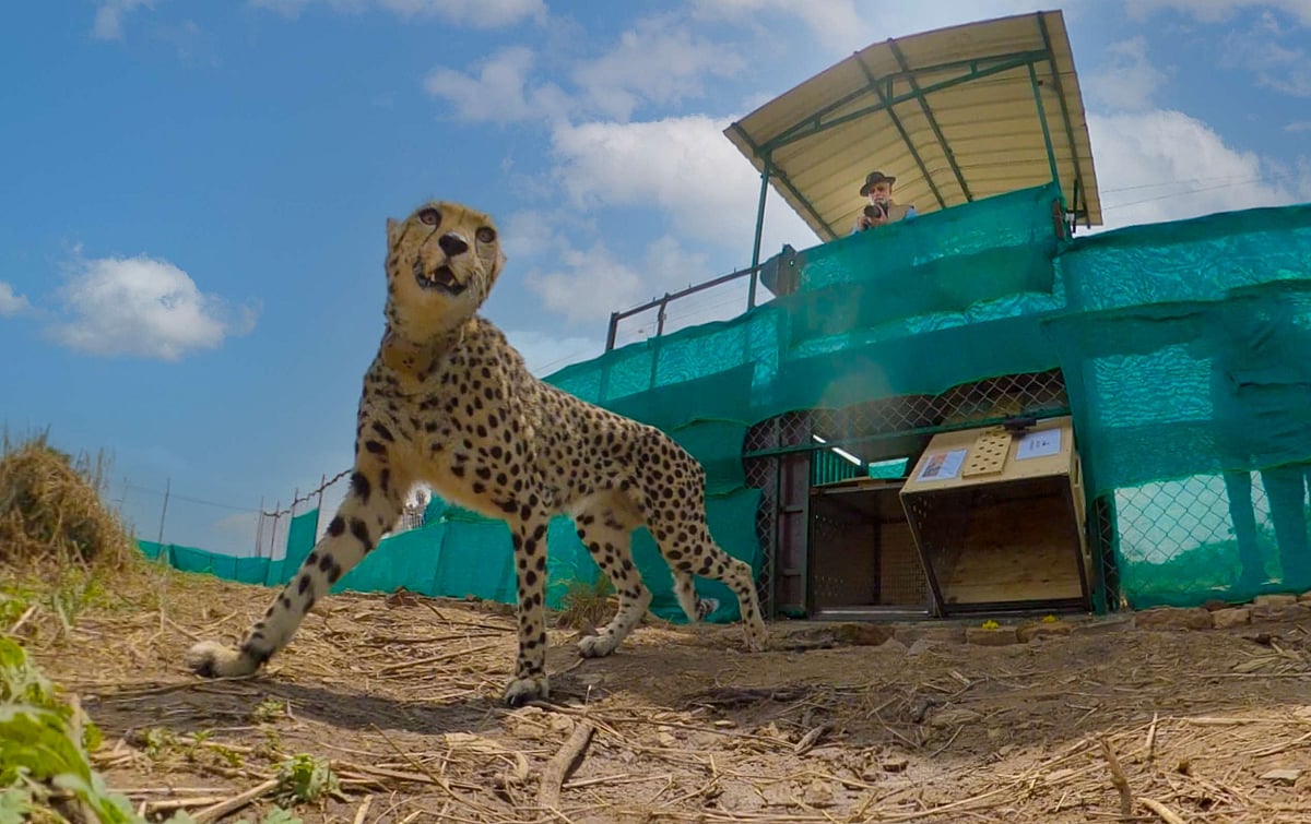 PM Narendra Modi looks down on a cheetah in Kuno (photo: kunonationalpark.org)