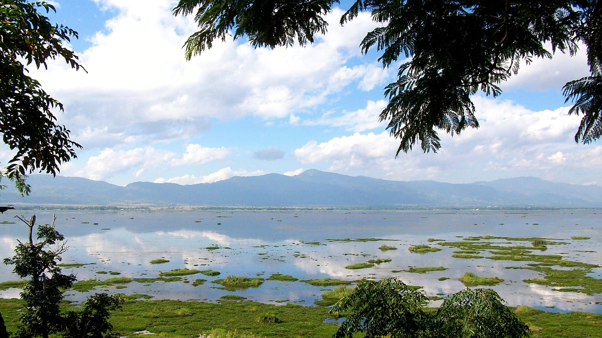Decline in migratory birds in Manipur’s Loktak Lake worries Ornithologists