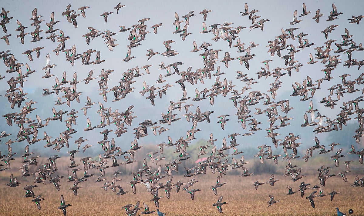 Punjab: 40,000 to 50,000 migratory birds arrive at Harike wetland