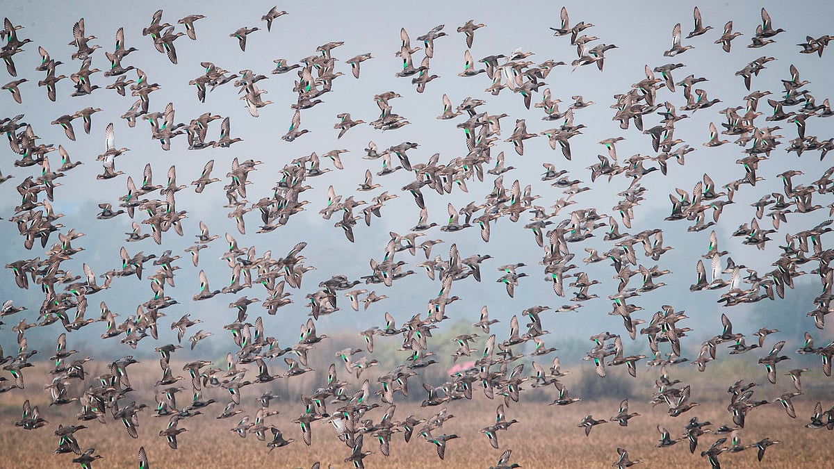 A flock of teals at the Harike wetlands in Punjab (photo courtesy @basantark/X)