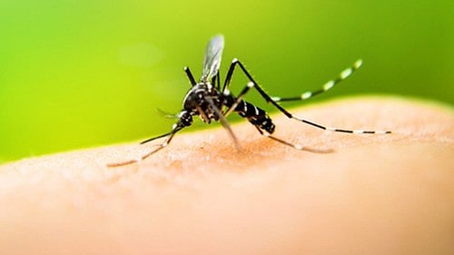 Karnataka govt notifies dengue as epidemic disease, implements new regulations