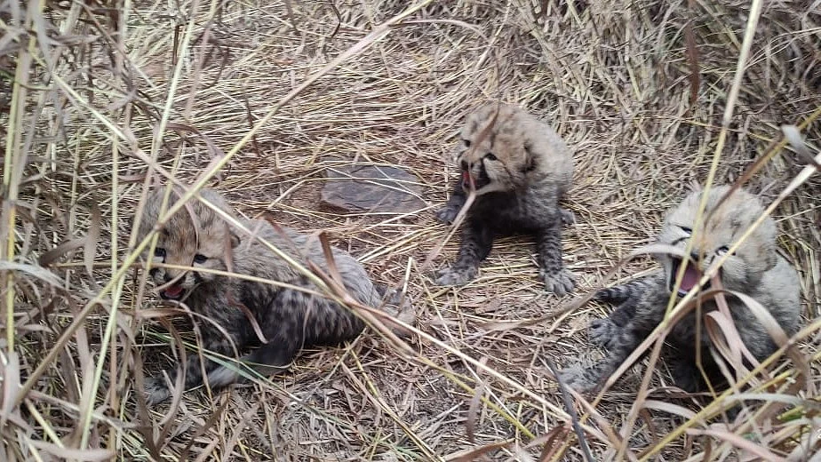 Aasha, one of the Namibian cheetahs brought to Kuno National Park, Madhya Pradesh, last year, has given birth to three healthy cubs per reports on 3 January (photo: IANS)