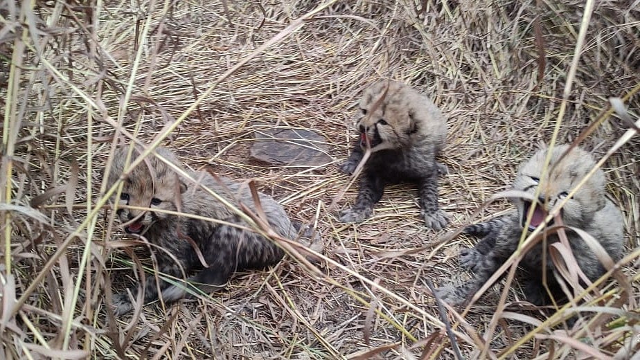 Aasha, one of the Namibian cheetahs brought to Kuno National Park, Madhya Pradesh, last year, has given birth to three healthy cubs per reports on 3 January (photo: IANS)