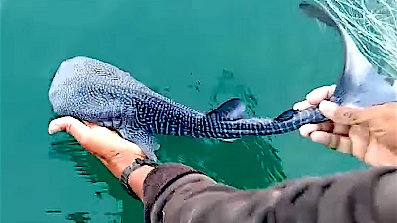 Baby whale shark caught as by-catch in Gujarat being released (photo courtesy @WhaleSharkRocky/X)