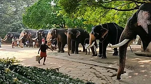 Elephants freed from logging industry to find sanctuary at Vantara