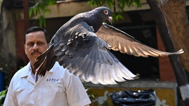 Suspected Chinese spy pigeon being released by hospital staff (photo: @LennyBusker3/X)