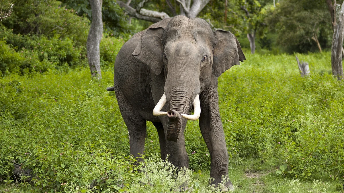 The incident occurred near Manthavady around 7 a.m. 
(representative image of a wild elephant) (photo: National Herald archives)