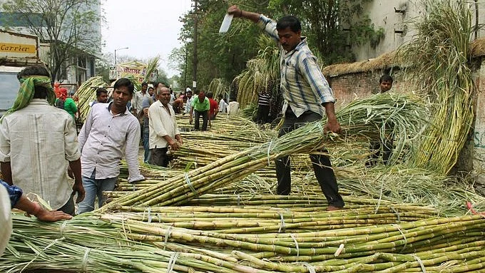 The government announced a significant hike in the minimum price for sugarcane growers for the 2024-25 season, setting it at Rs 340 per quintal, which is a Rs 25 increase from the previous season.(photo: IANS)