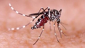 Chikungunya to raise death risk from heart, kidney disease: Lancet