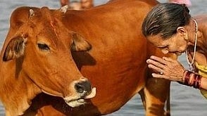 UP sants push for 'Mother of the Nation' title for cow before Maha Kumbh 2025